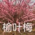 红梅，榆叶梅，美人梅，绿梅，大花榆叶梅，