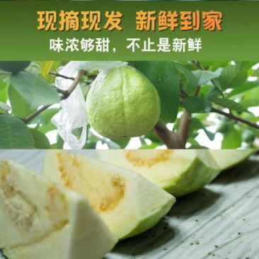海南珍珠石榴，包甜，包脆