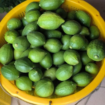 广东无籽香水柠檬