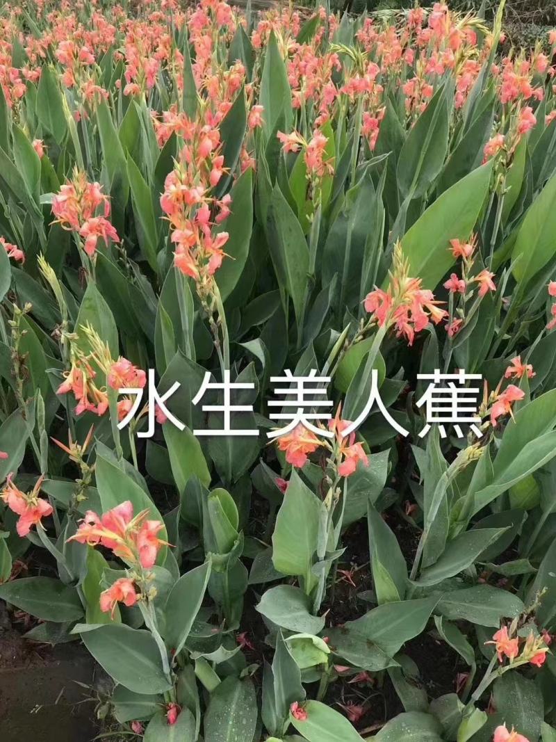 美人蕉，花叶美人蕉，水生美人蕉，黄花美人蕉