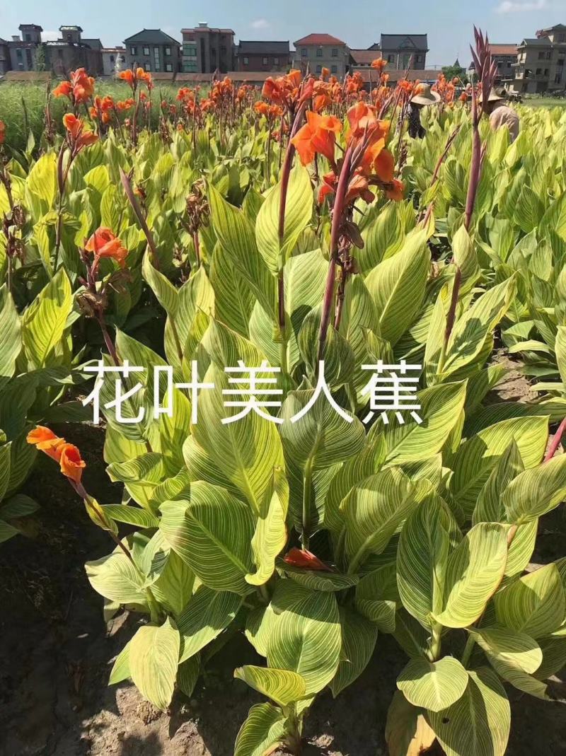 美人蕉，花叶美人蕉，水生美人蕉，黄花美人蕉