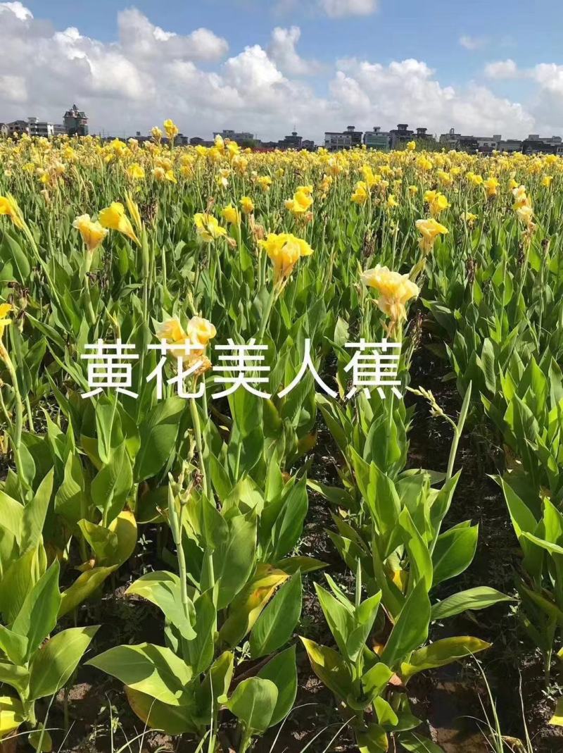 美人蕉，花叶美人蕉，水生美人蕉，黄花美人蕉