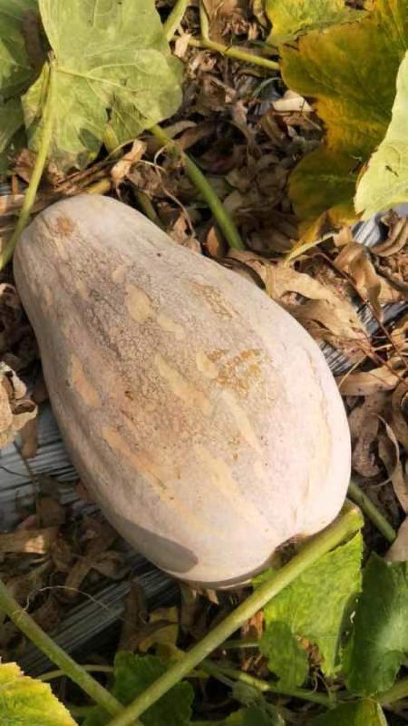 湛江蜜本南瓜基地现货现发量大从优产地直供欢迎电联采购！