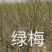 红梅，榆叶梅，美人梅，绿梅，大花榆叶梅，