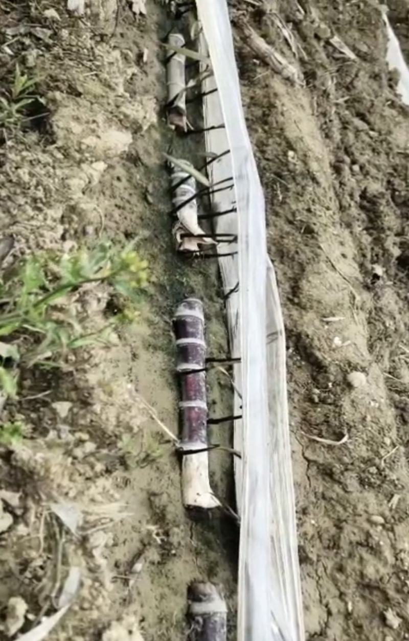 广西黑皮甘蔗苗品种优良产量高易种植产地直接发货…