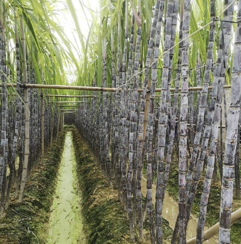 广西黑皮甘蔗苗品种优良产量高易种植产地直接发货…