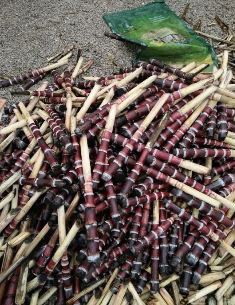 广西黑皮甘蔗苗品种优良产量高易种植产地直接发货…