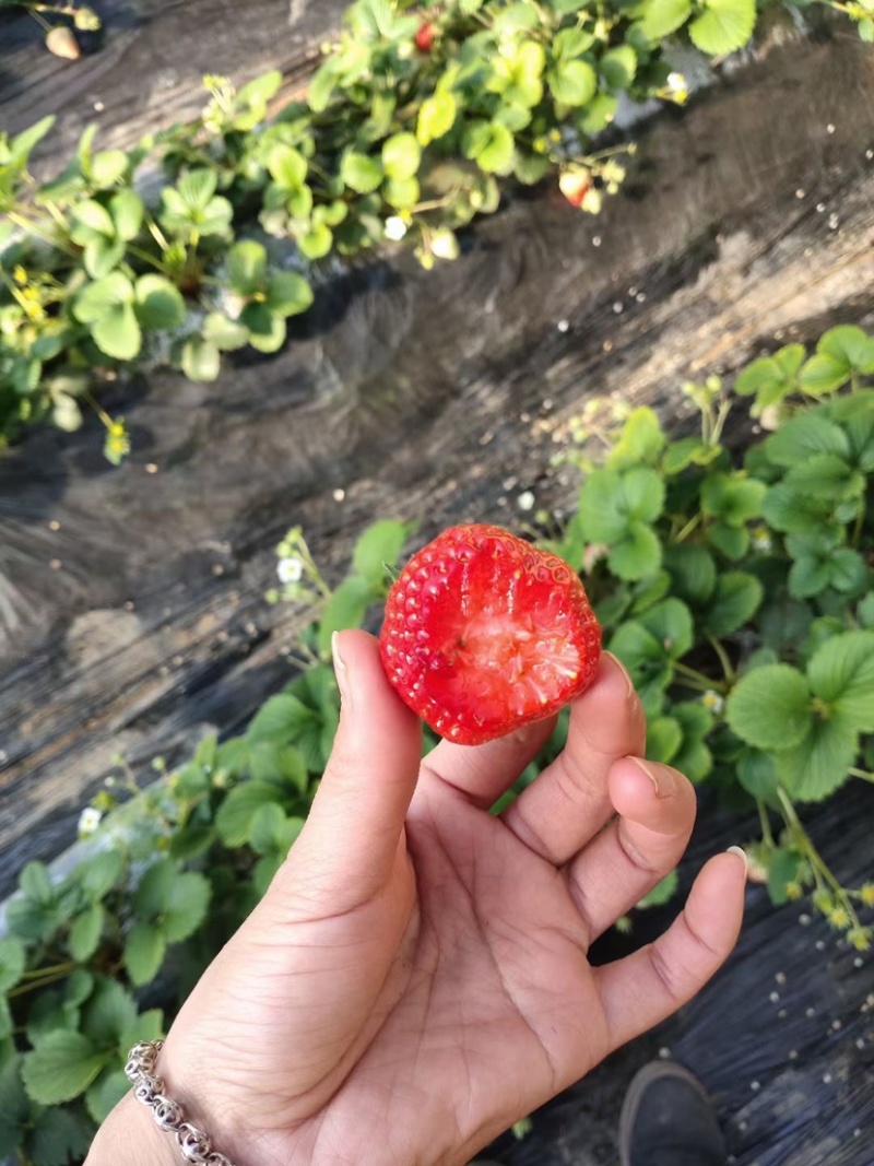 新鲜草莓上市中自家基地品质保证量大质优