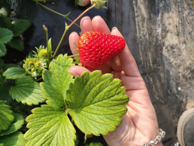 新鲜草莓上市中自家基地品质保证量大质优