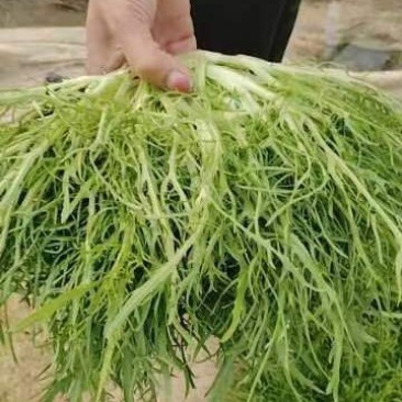 苦菊20~25cm，山东大棚产品，昌寿瓜菜合作社
