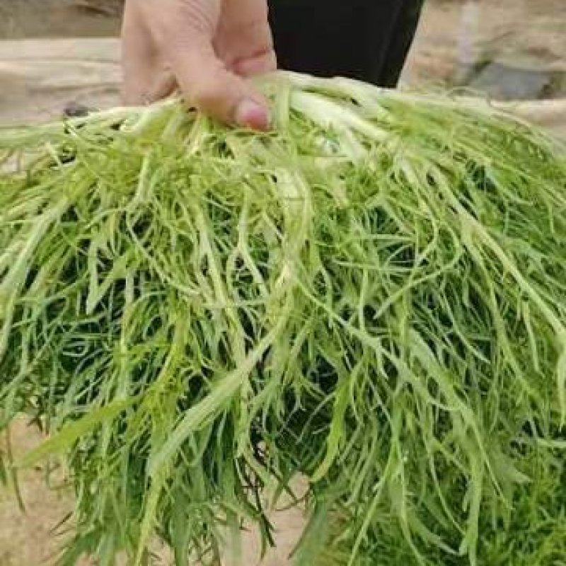 苦菊20~25cm，山东大棚产品，昌寿瓜菜合作社