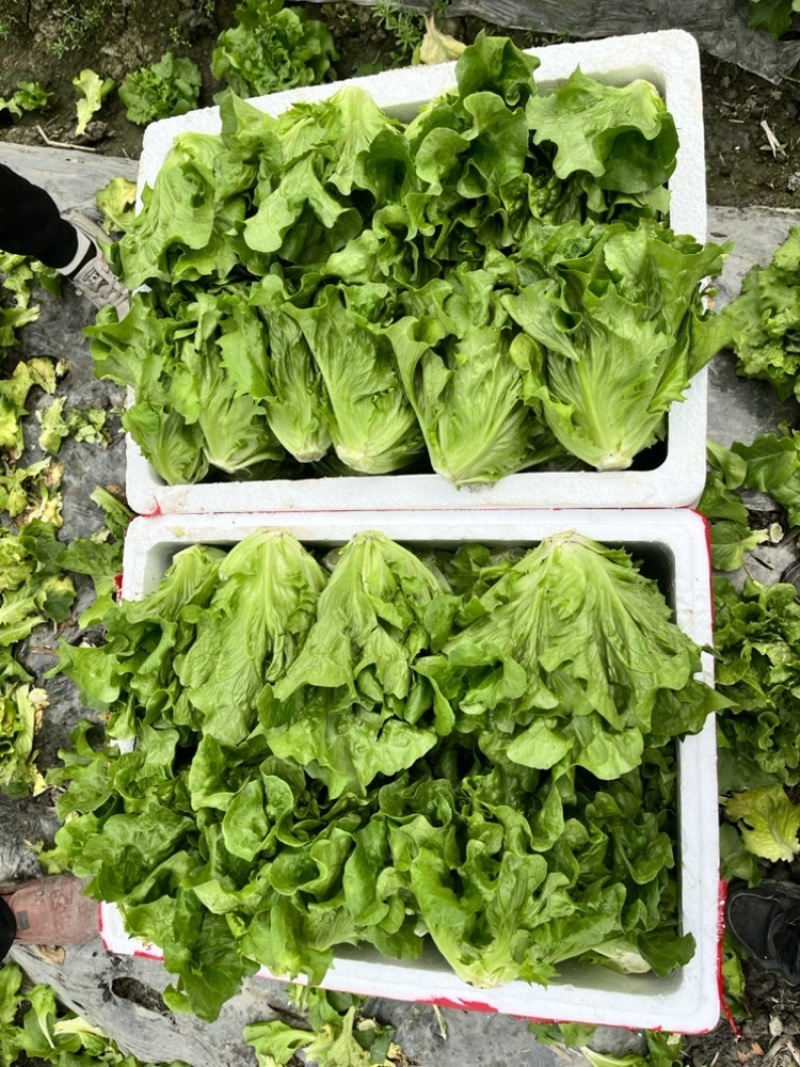 意大利生菜产地直供长期稳定，全部精品生菜