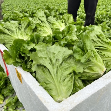 意大利生菜产地直供长期稳定，全部精品生菜