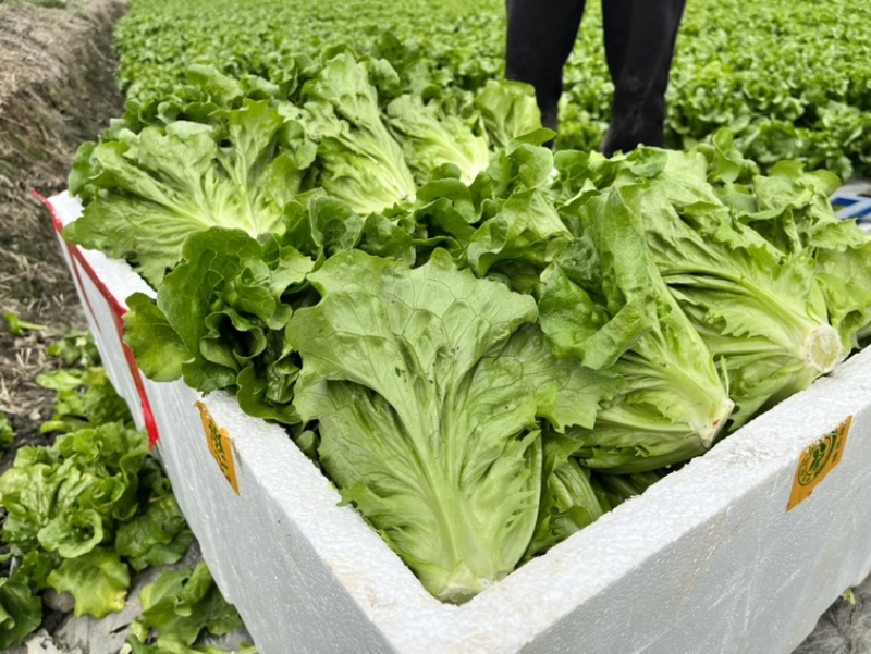 意大利生菜产地直供长期稳定，全部精品生菜