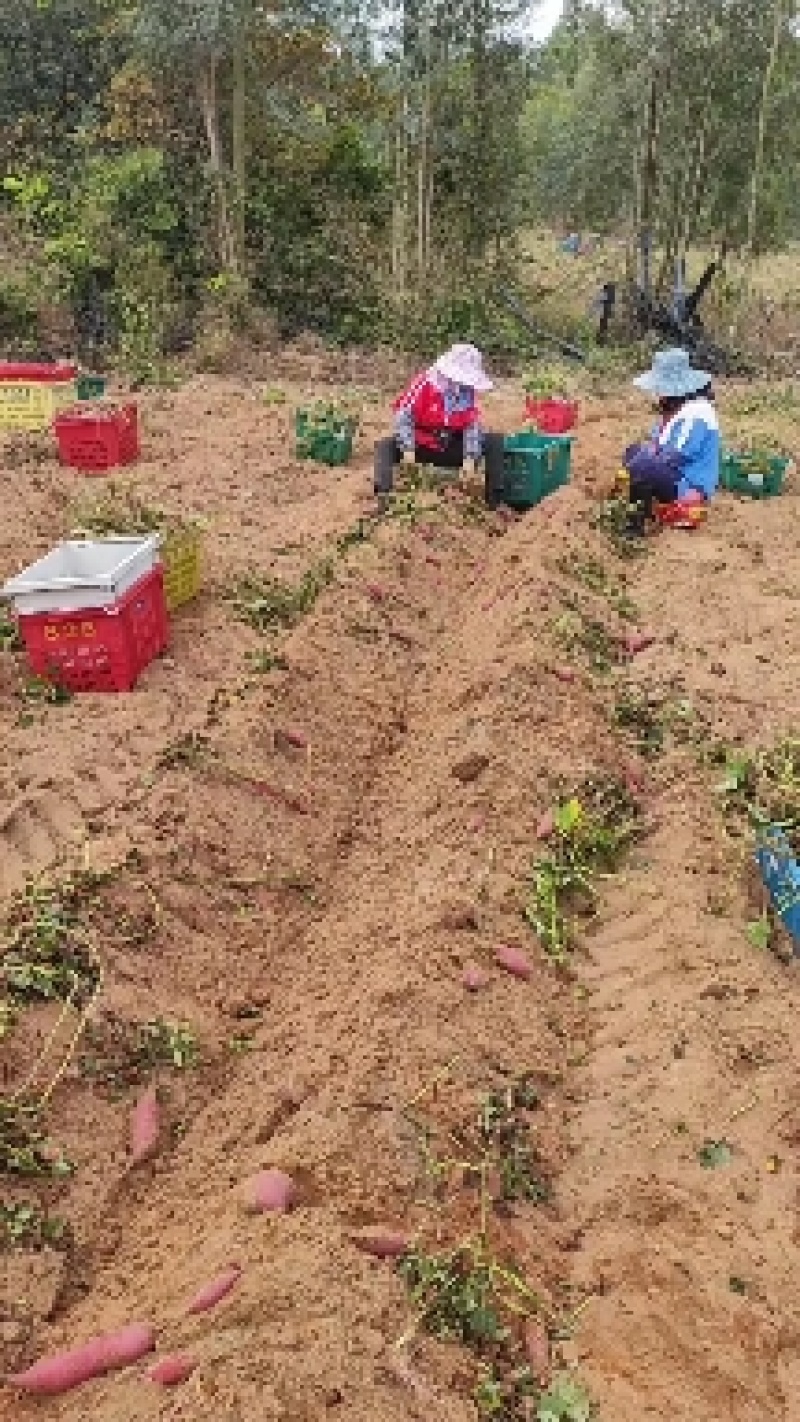 名门金时地瓜，海南桥头地瓜高系14，基地直发