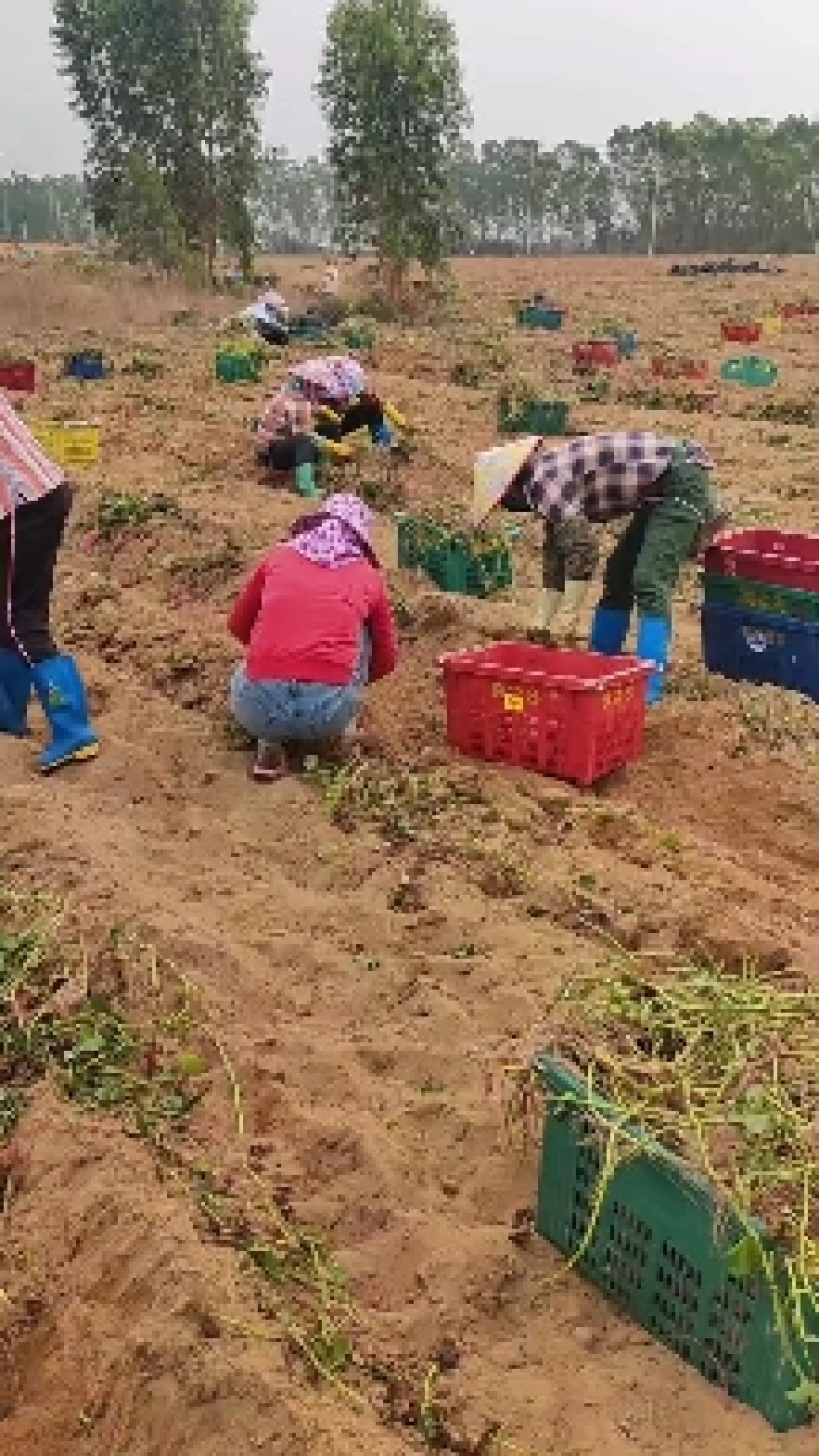 名门金时地瓜，海南桥头地瓜高系14，基地直发
