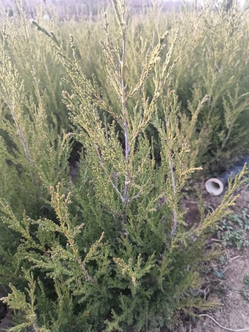 【热卖】基地直发蜀桧地柏工程苗一手货源欢迎咨询