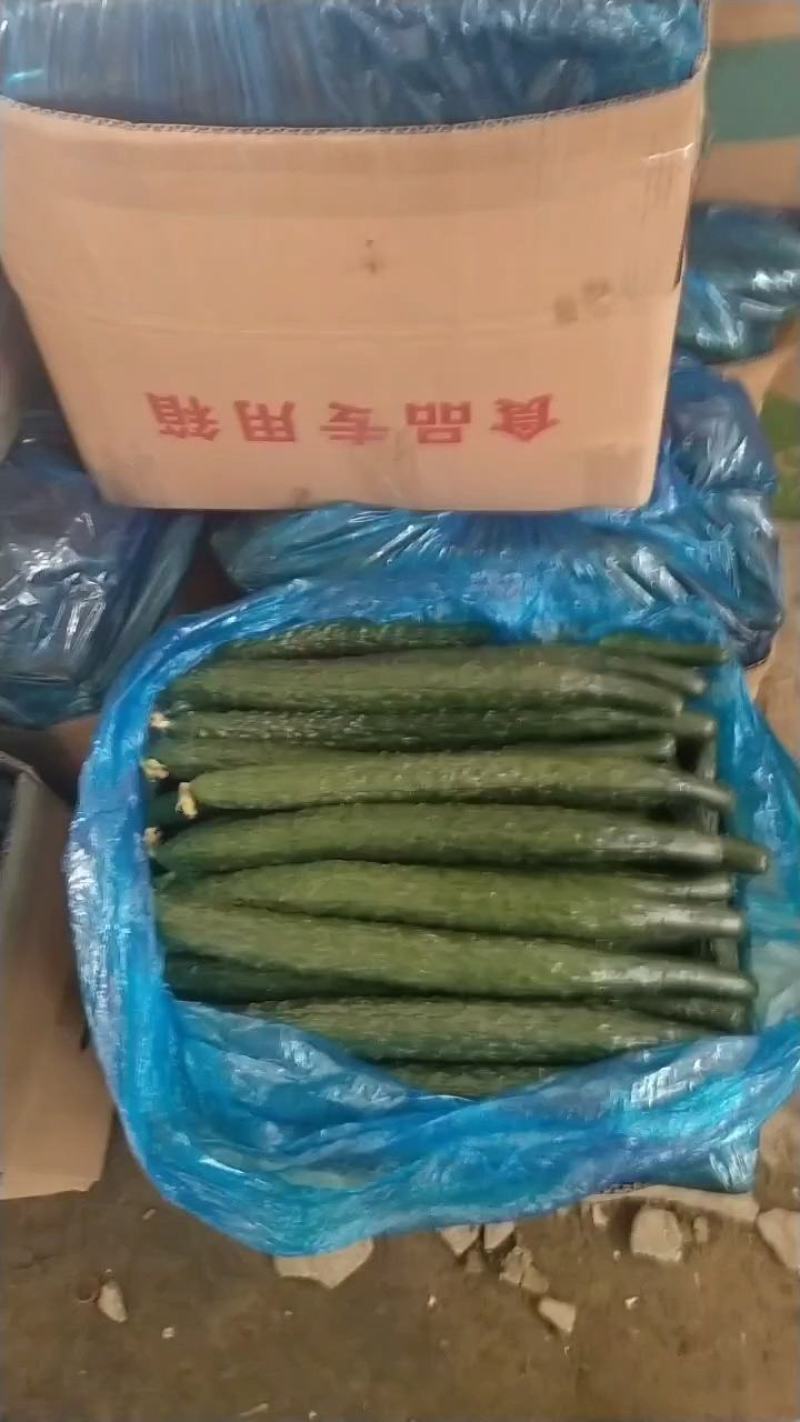 河南商丘夏邑新鲜黄瓜大量上市，密刺黑油亮，支持各种包装！
