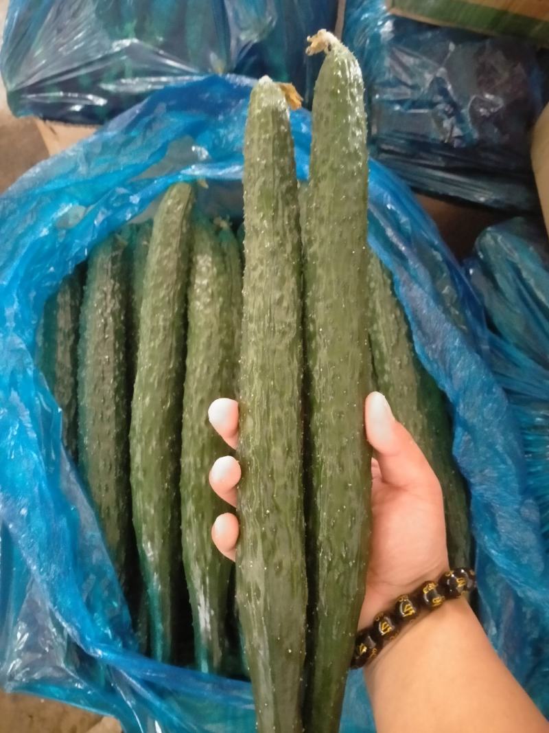 河南商丘夏邑新鲜黄瓜大量上市，密刺黑油亮，支持各种包装！
