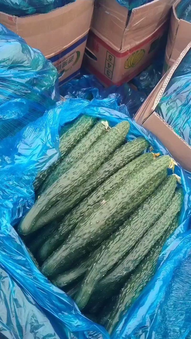 河南商丘夏邑新鲜黄瓜大量上市，密刺黑油亮，支持各种包装！