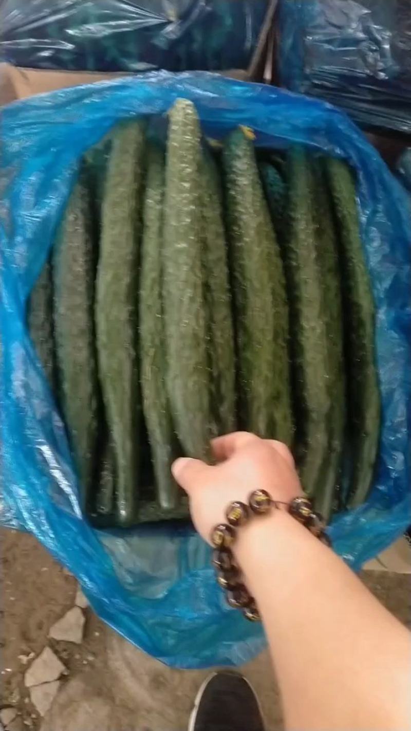 河南商丘夏邑新鲜黄瓜大量上市，密刺黑油亮，支持各种包装！