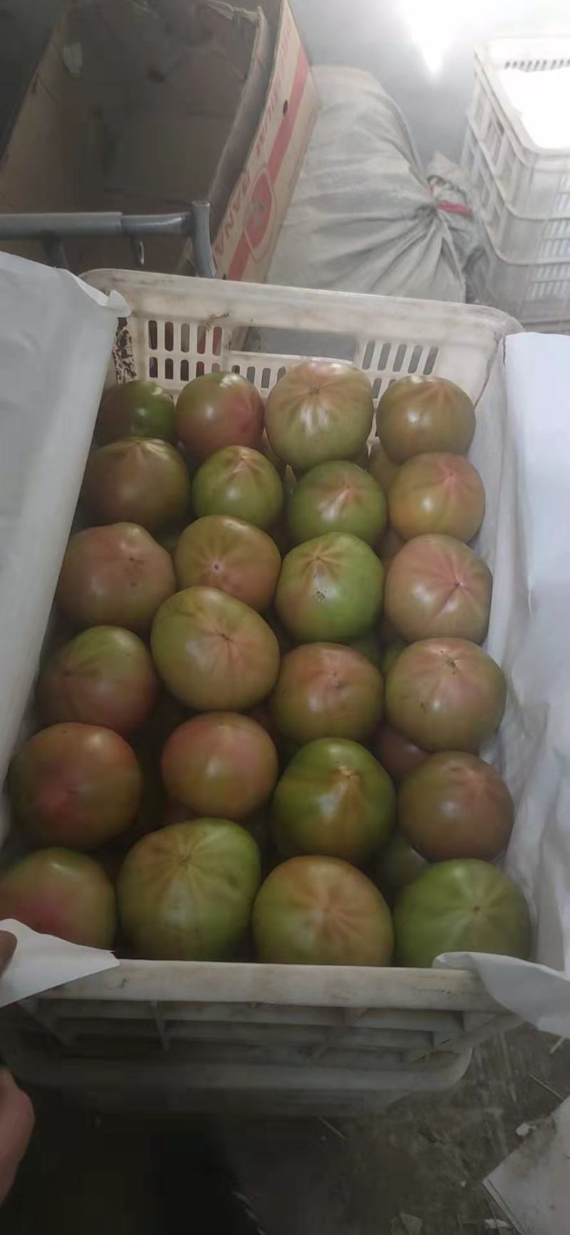 口感西红柿