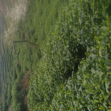 茶叶
