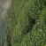 茶叶
