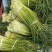红帽蒜苔新鲜上市批发全国货源充足货品质量好价格便宜