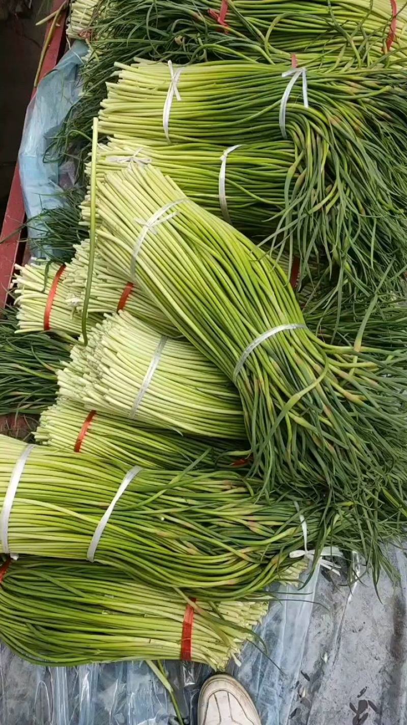 红帽蒜苔新鲜上市批发全国货源充足货品质量好价格便宜
