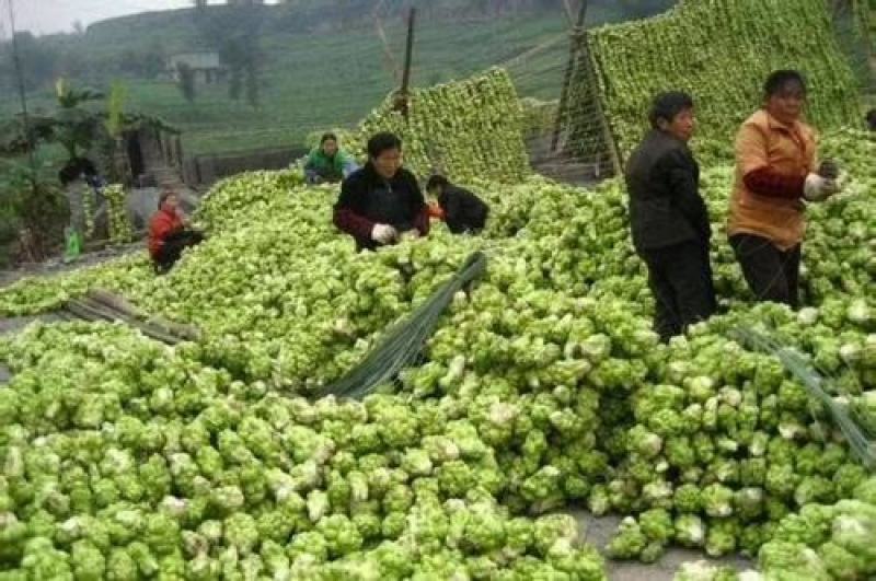 风干榨菜皮