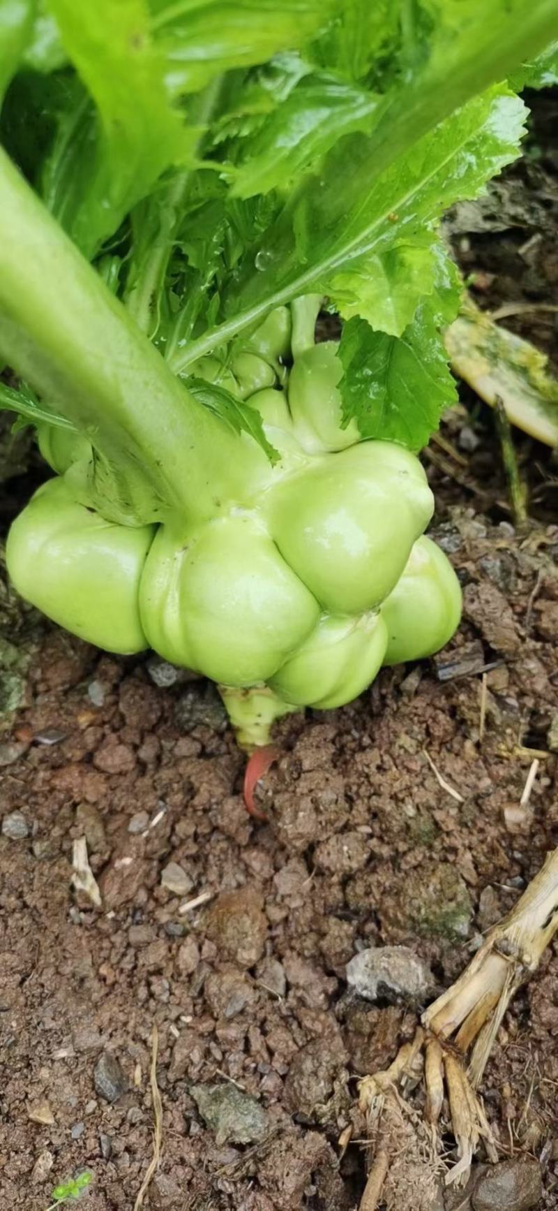 风干榨菜皮