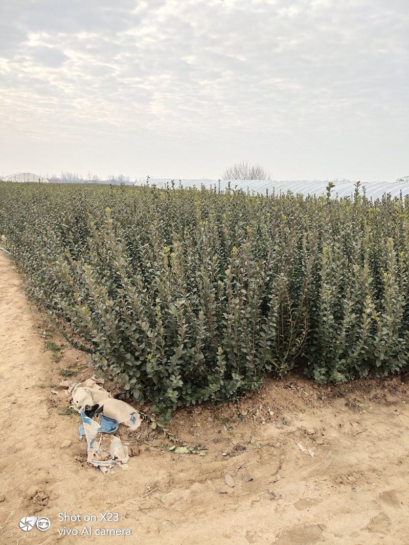 绿化苗木卫矛量大从优规格齐全欢迎各位老板联系洽谈