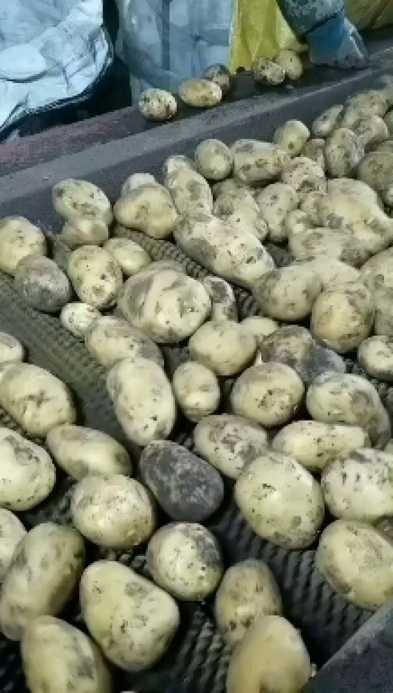 v7，沃土，等品种，现在降价了