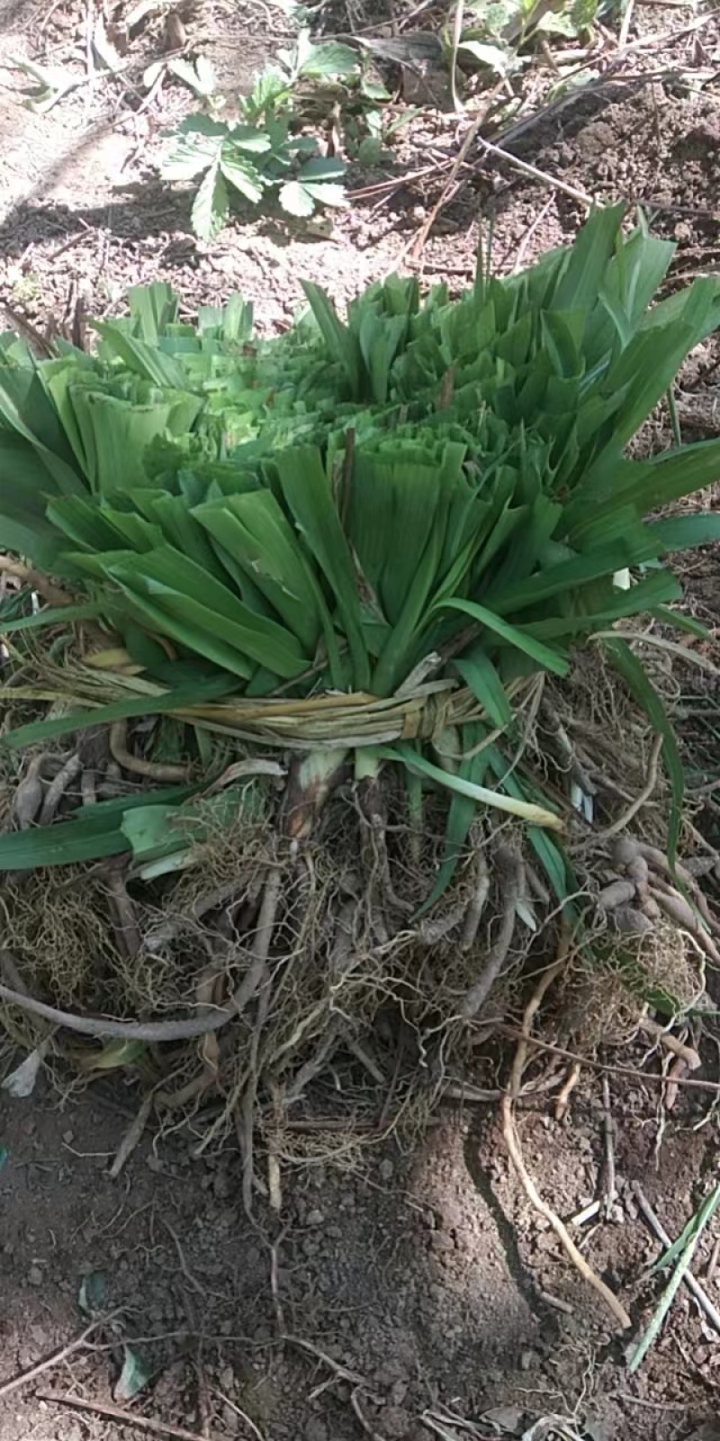 大花萱草耐寒花草