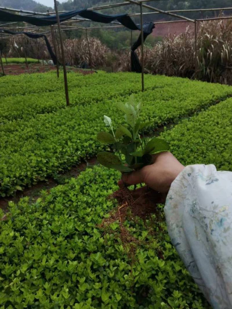 【荐】北海道种苗文木芽苗规格齐全质量保证价格实惠全国发货