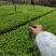【荐】北海道种苗文木芽苗规格齐全质量保证价格实惠全国发货