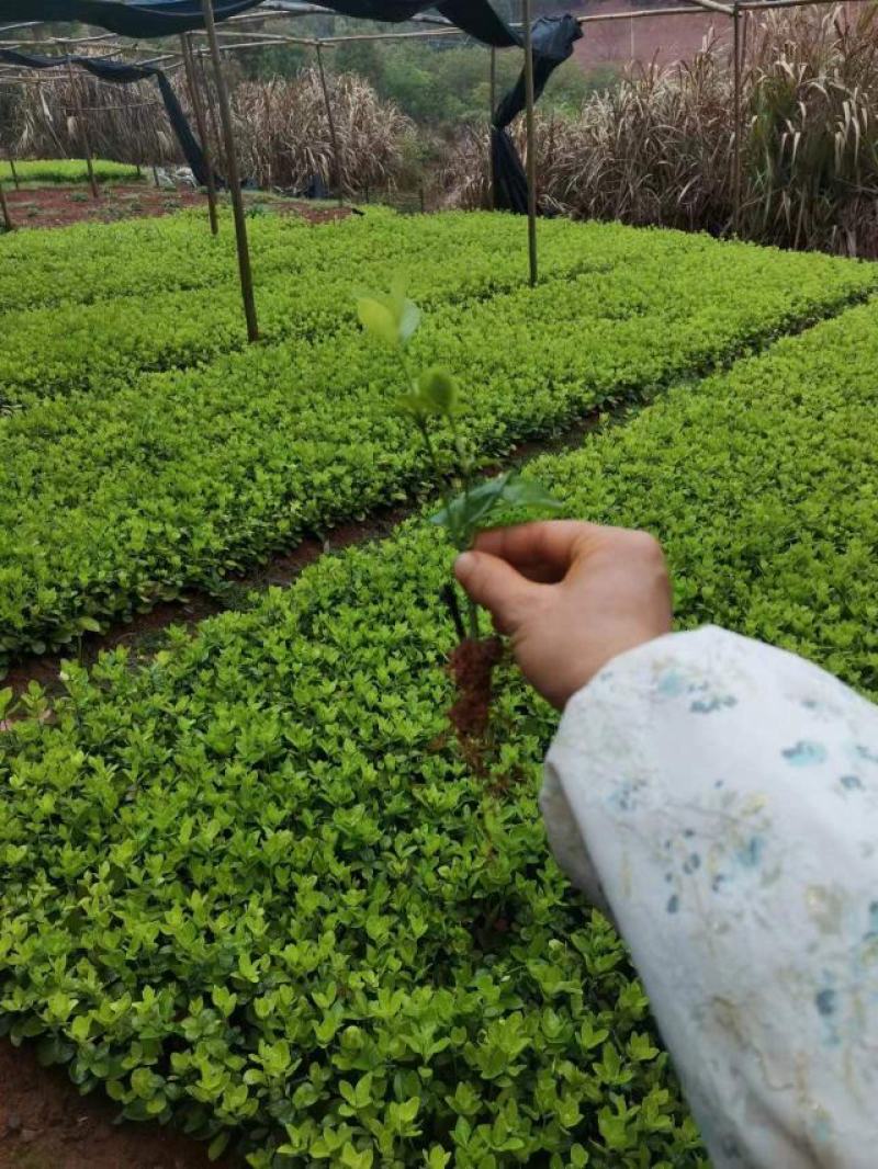 【荐】北海道种苗文木芽苗规格齐全质量保证价格实惠全国发货