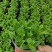 薄荷盆栽可食用留兰香室内大盆香草柠檬水培迷迭香驱蚊薄荷叶
