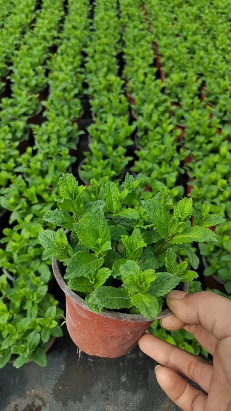 薄荷盆栽可食用留兰香室内大盆香草柠檬水培迷迭香驱蚊薄荷叶
