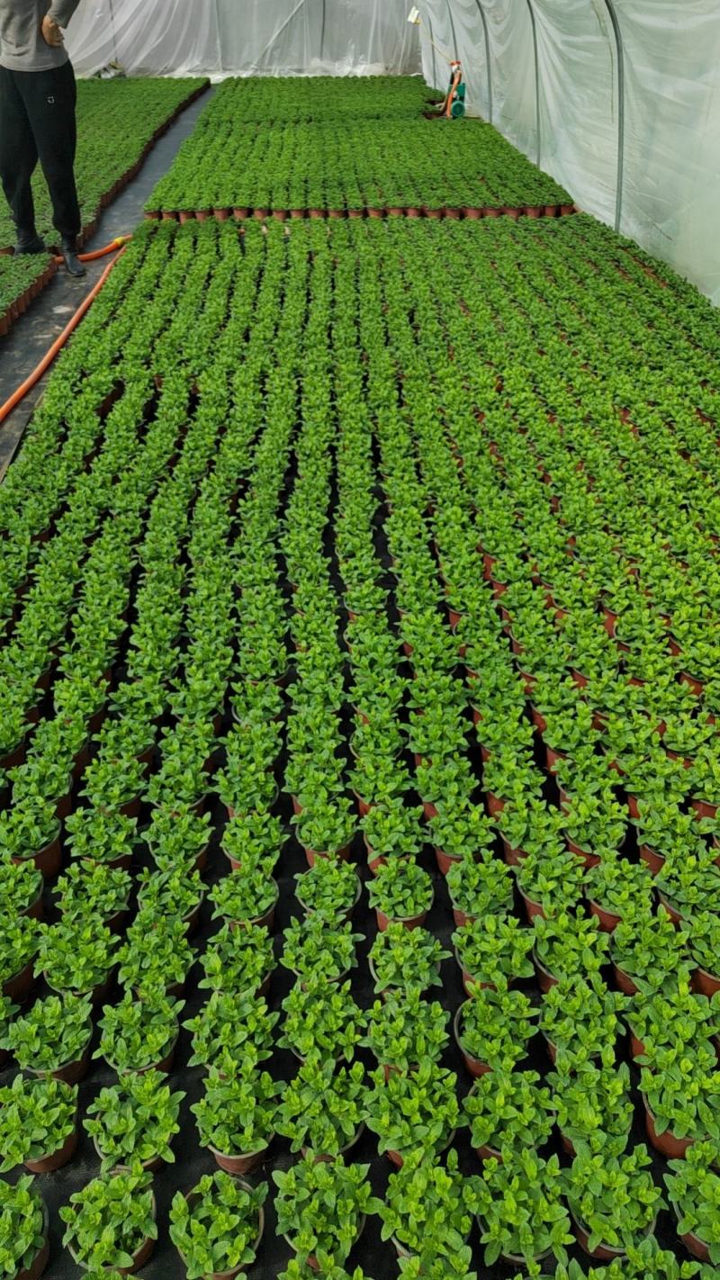 薄荷盆栽可食用留兰香室内大盆香草柠檬水培迷迭香驱蚊薄荷叶