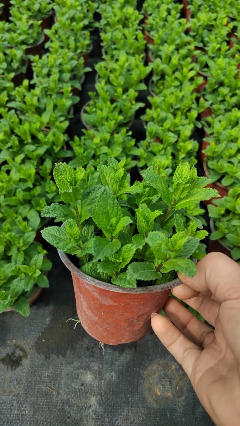 薄荷盆栽可食用留兰香室内大盆香草柠檬水培迷迭香驱蚊薄荷叶