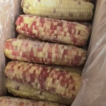 玉米