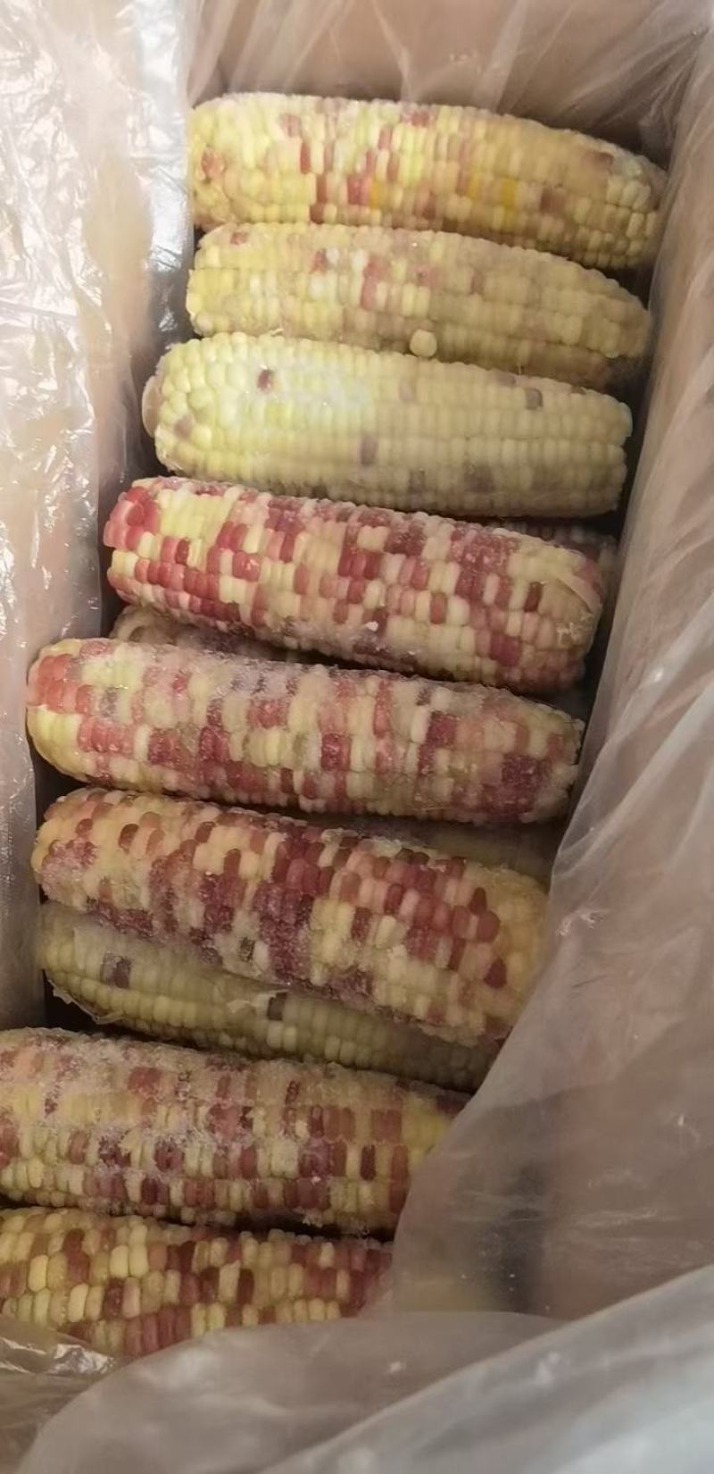 玉米