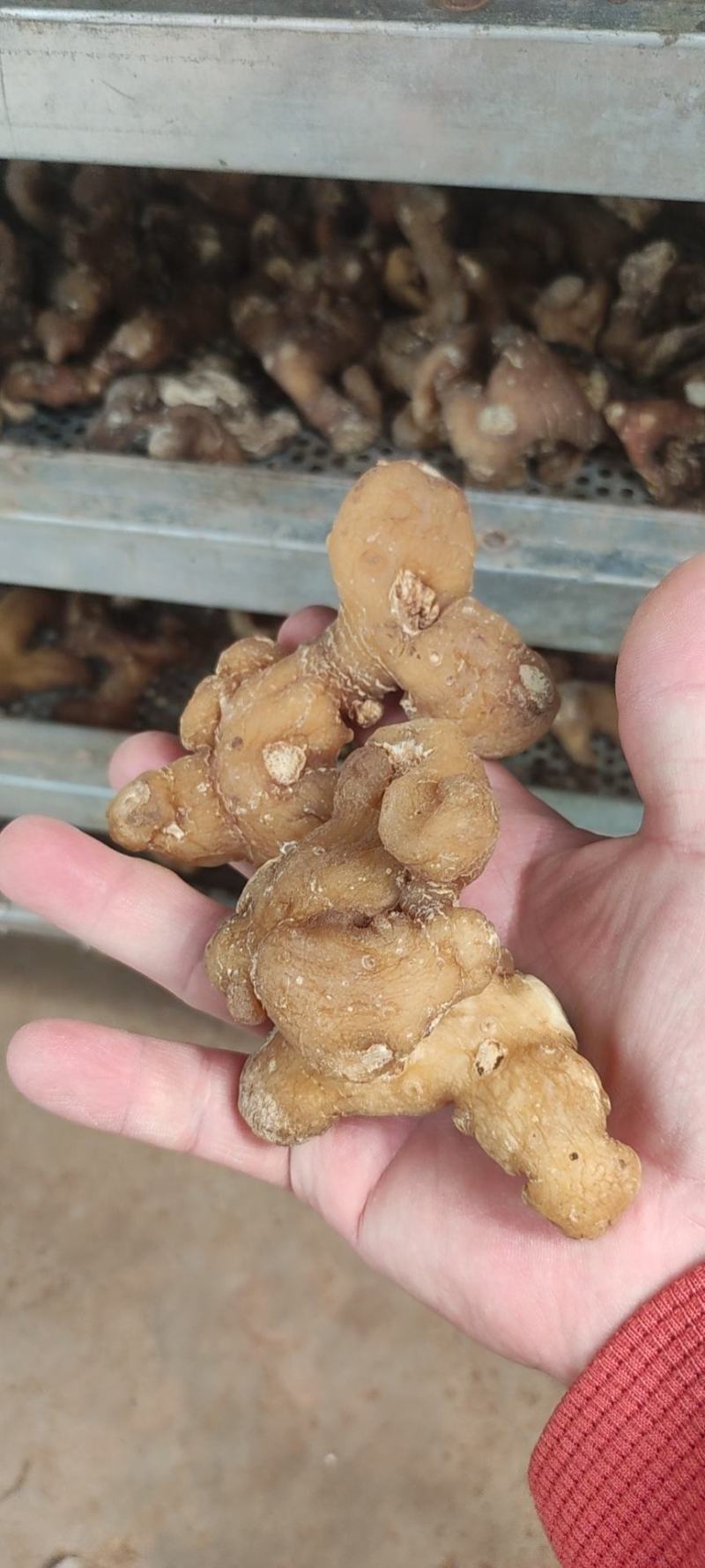 大量出售黄精干货！各种规格的个子都有，欢迎咨询。