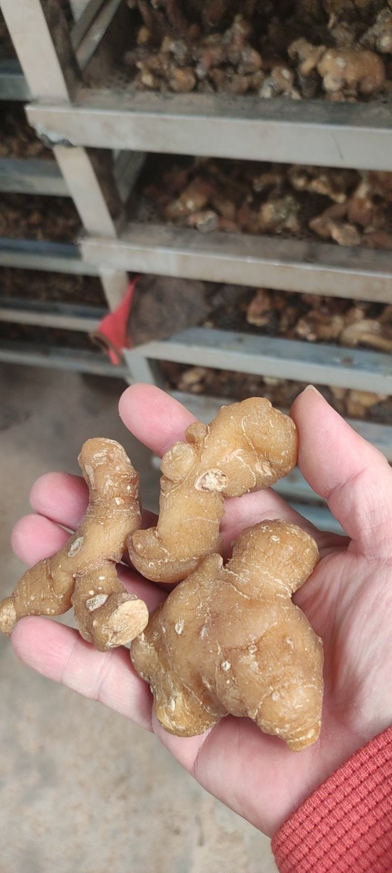 大量出售黄精干货！各种规格的个子都有，欢迎咨询。
