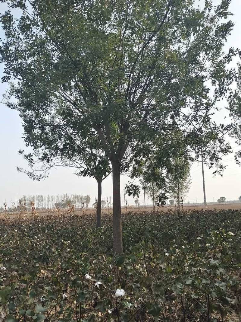 白蜡国槐基地