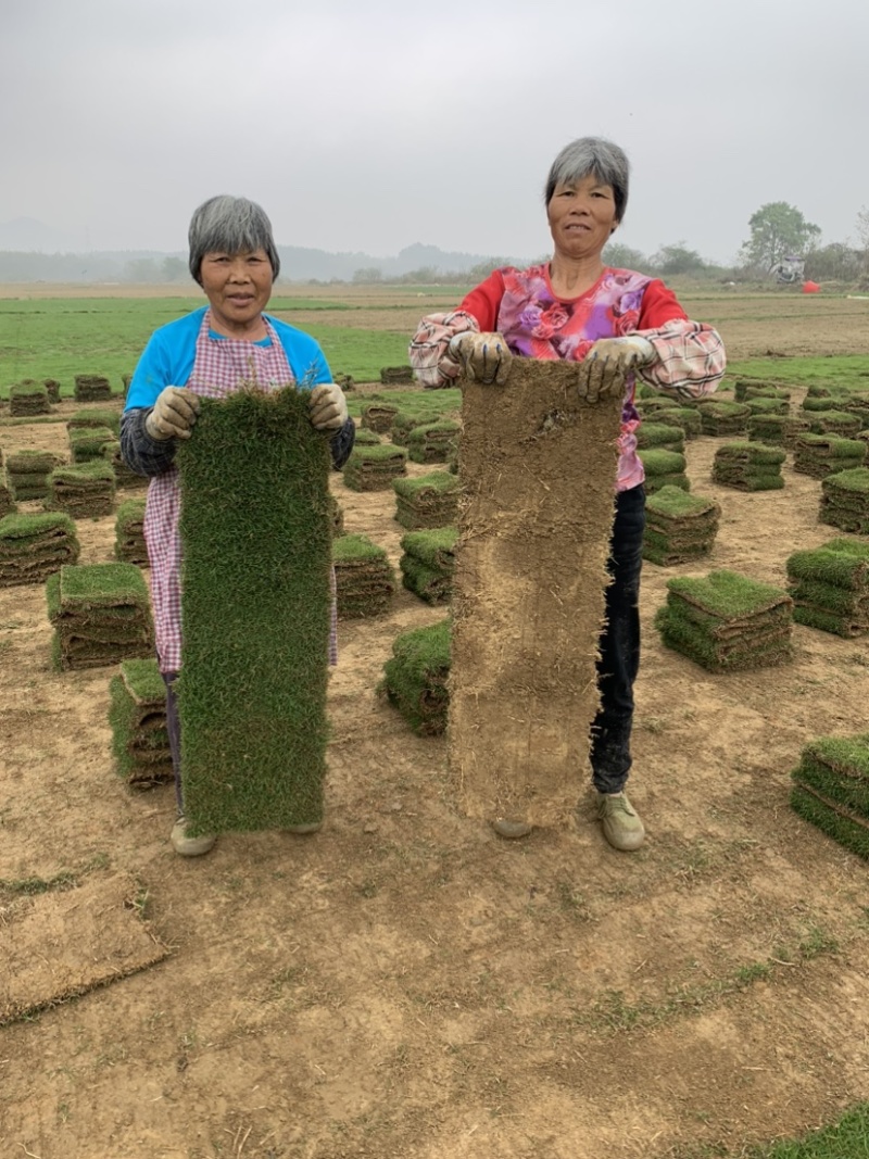 广东，惠州市，博罗县，柏塘镇，洋景村，马尼拉草皮