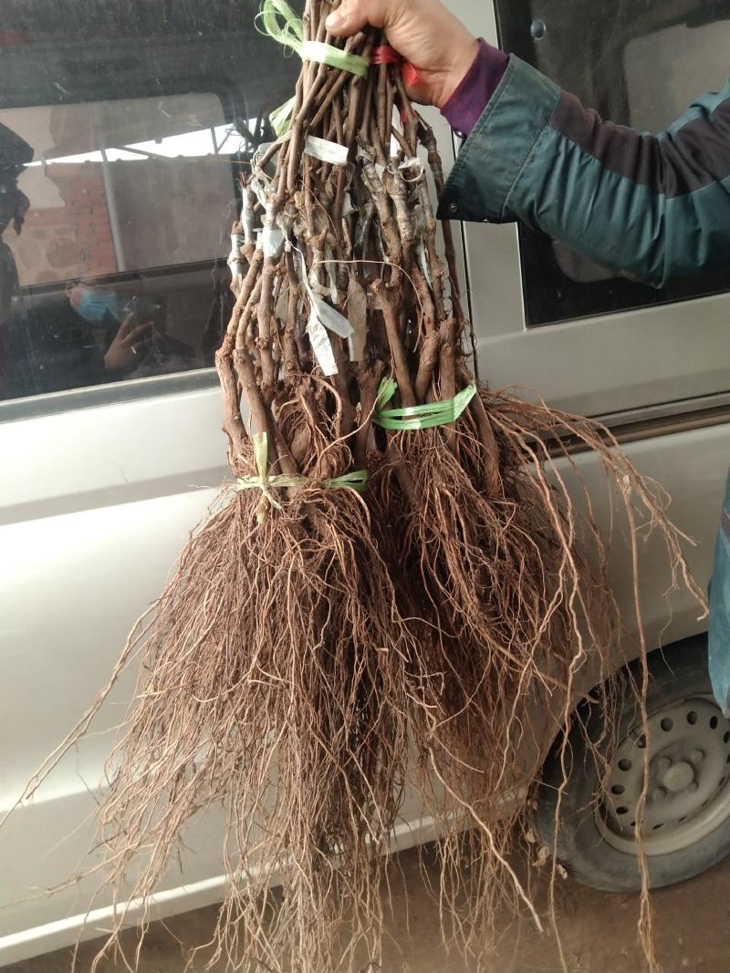 正宗晴王阳光玫瑰葡萄苗，大粒又香又甜保纯保活量大优惠