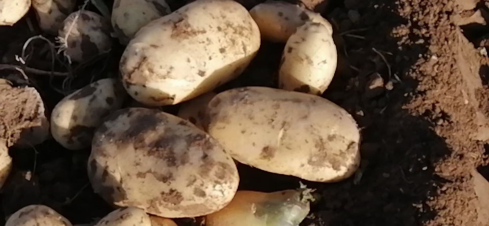 发芽的土豆与正常土豆对比图